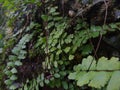 TheÃÂ maidenhair spleenwort (Asplenium trichomanes) fern